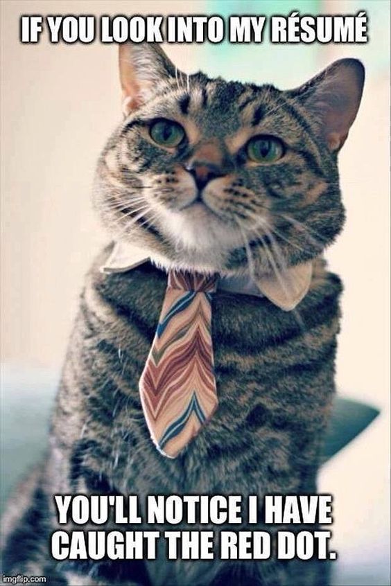 30 Funny Animal Memes QuotesHumor 30 Funny Animal Memes QuotesHumor
