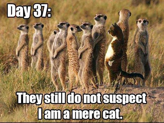 30-Funny-Animal-Memes-27-Animals-Funny-animals.jpg