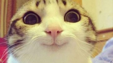 30 Funny Animal Memes - QuotesHumor.com