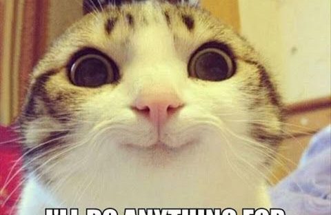 30 Funny Animal Memes - QuotesHumor.com