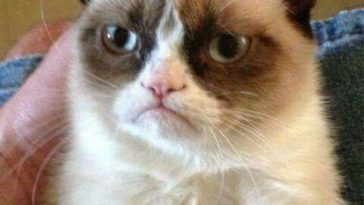 30 Grumpy Cat Funny Quotes - QuotesHumor.com