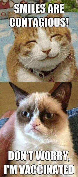 30 Grumpy Cat Funny Quotes | QuotesHumor.com