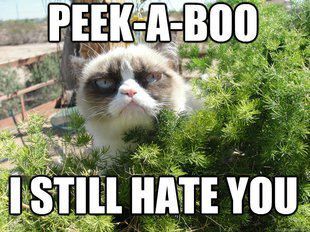 30 Grumpy cat Funny Quotes 24 #Grumpy cat #Funny memes 