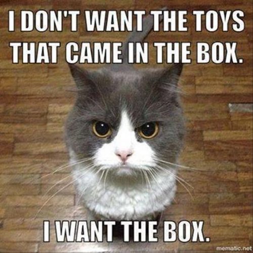 Top 40 Funny Cat Memes 15 Funny Cats Quoteshumor Com