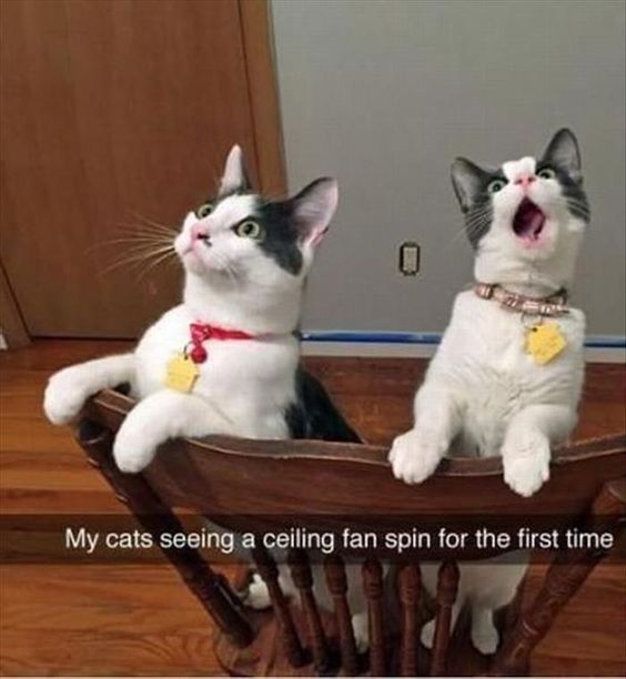 Top 40 Funny Cat Memes 18 Funny Cats Quoteshumor Com