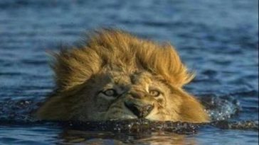 Top 30 Funny Pictures Funny Pictures - QuotesHumor.com