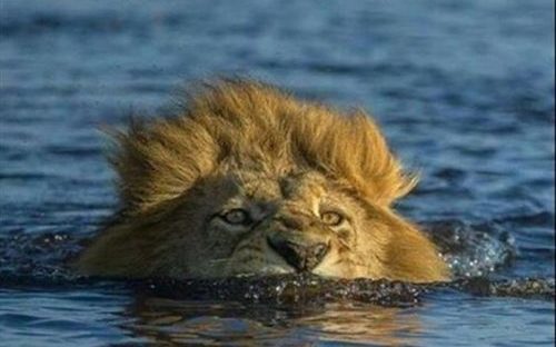 Top 30 Funny Pictures Funny Pictures - QuotesHumor.com