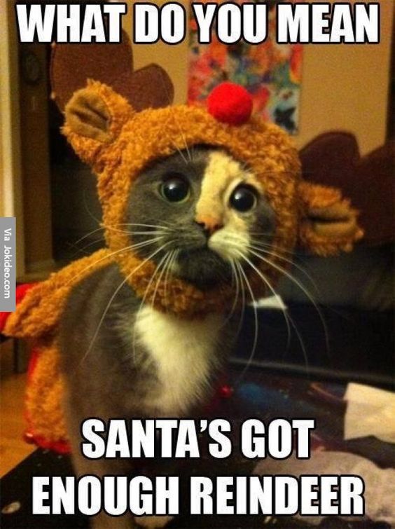 funny christmas quotes memes