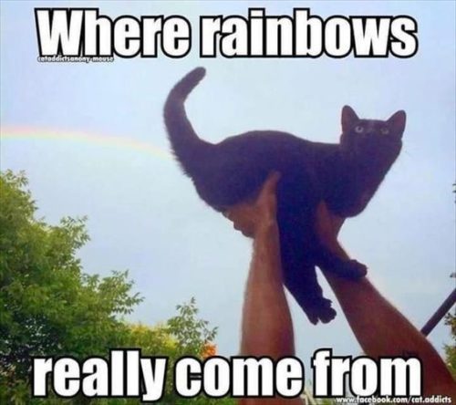 32 Best Funny Animal Pictures 