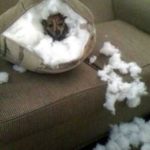 32 Best Funny Animal Pictures - QuotesHumor.com