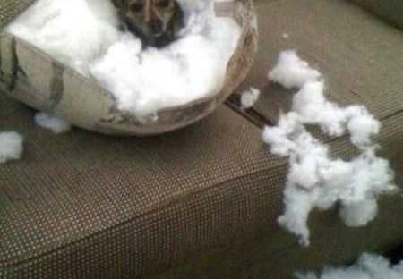 32 Best Funny Animal Pictures - QuotesHumor.com