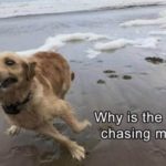 31 Most Funny Animals Memes - QuotesHumor.com