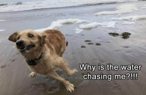 31 Most Funny Animals Memes 