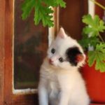 19 White Cat Meme - QuotesHumor.com