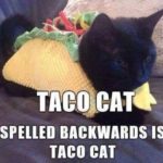 27 Kitten Memes - QuotesHumor.com