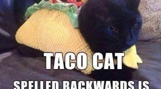 27 Kitten Memes - QuotesHumor.com