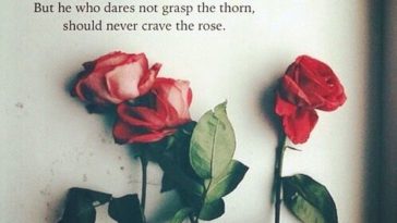 Top 25 Rose Day Quotes - QuotesHumor.com