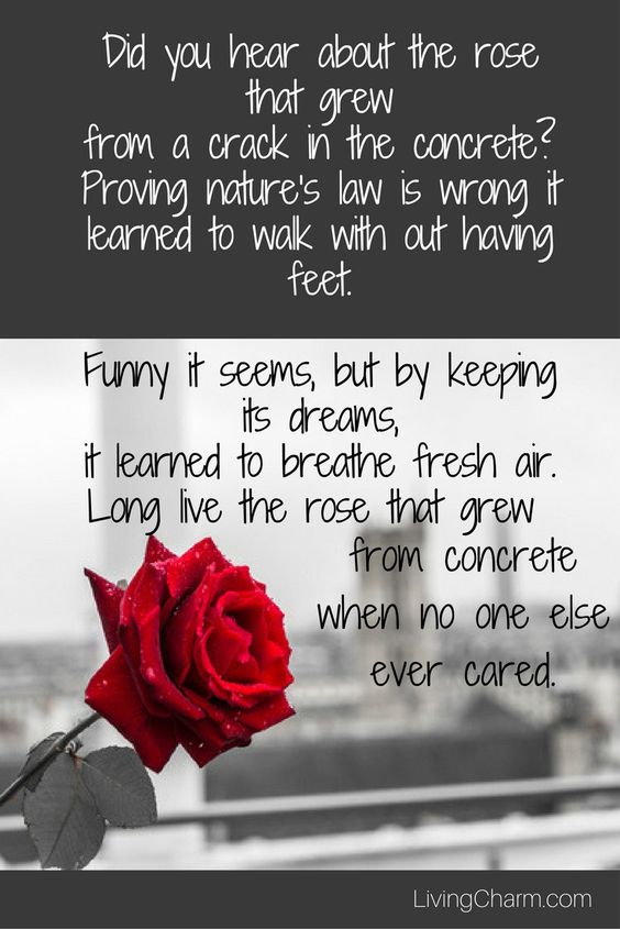 Top 25 rose day quotes15 