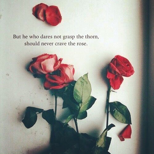 Top 25 Rose Day Quotes