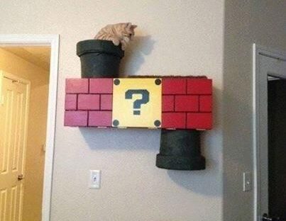 Top 40 Funny Cat Memes - QuotesHumor.com