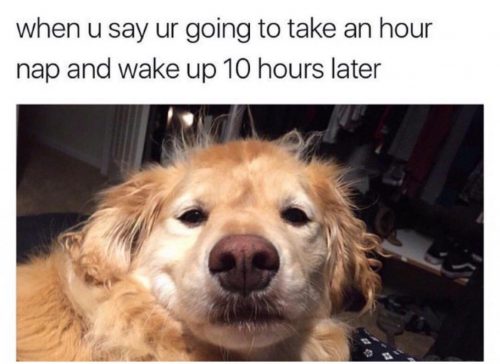 22 Animals Memes That Are Cuteness Overload - QuotesHumor.com