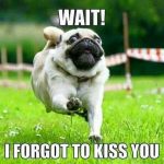 16 Super Sweet Memes On Animals Celebrating Valentine's Day - QuotesHumor.com