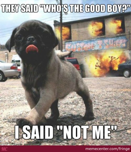 32 Memes About How Your Pet May Be An A$$hole - QuotesHumor.com