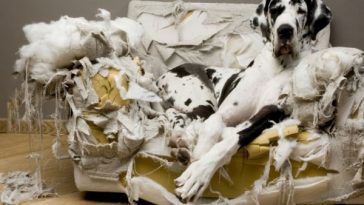 32 Memes About How Your Pet May Be An A$$hole - QuotesHumor.com