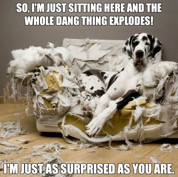 32 Memes About How Your Pet May Be An A$$hole - QuotesHumor.com