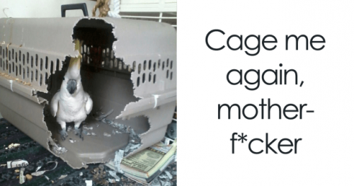 32 Memes About How Your Pet May Be An A$$hole - QuotesHumor.com