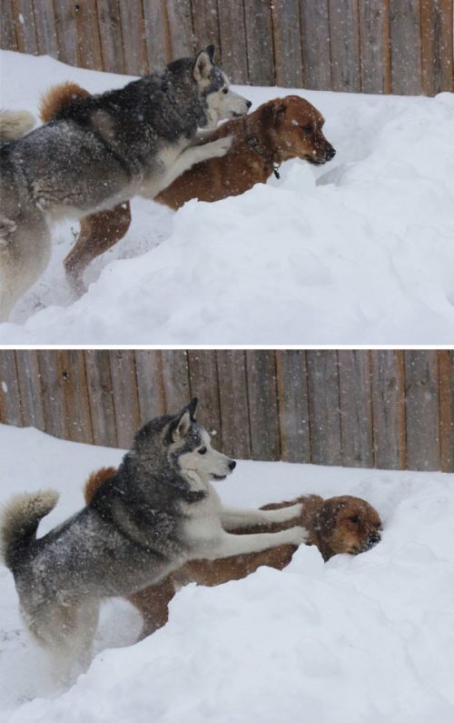 32 Memes About How Your Pet May Be An A$$hole - QuotesHumor.com