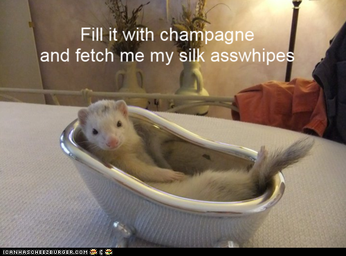 32 Memes About How Your Pet May Be An A$$hole - QuotesHumor.com