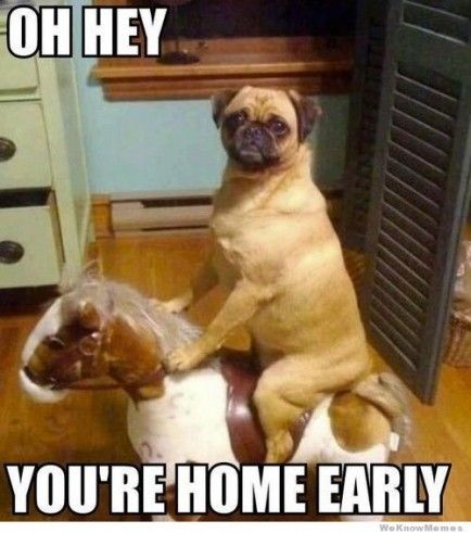 32 Memes About How Your Pet May Be An A$$hole - QuotesHumor.com