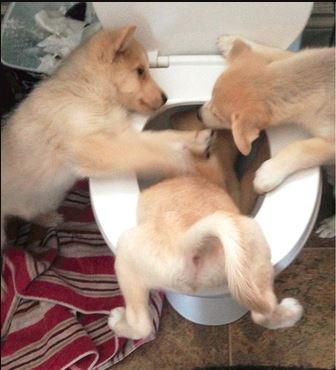 32 Memes About How Your Pet May Be An A$$hole - QuotesHumor.com