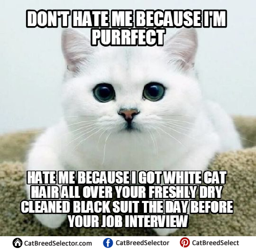 32 Memes About How Your Pet May Be An A$$hole - QuotesHumor.com