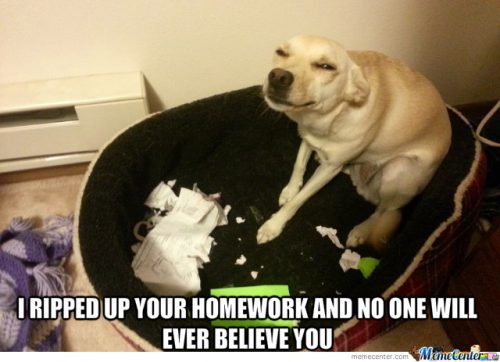 32 Memes About How Your Pet May Be An A$$hole - QuotesHumor.com