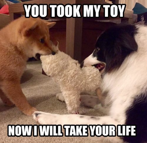 32 Memes About How Your Pet May Be An A$$hole - QuotesHumor.com