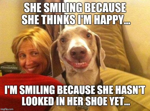 32 Memes About How Your Pet May Be An A$$hole - QuotesHumor.com