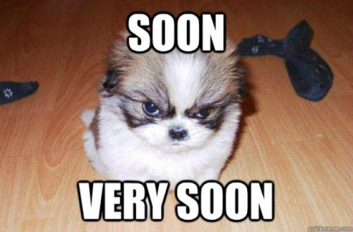 32 Memes About How Your Pet May Be An A$$hole - QuotesHumor.com