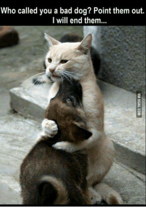 32 Memes About How Your Pet May Be An A$$hole - QuotesHumor.com