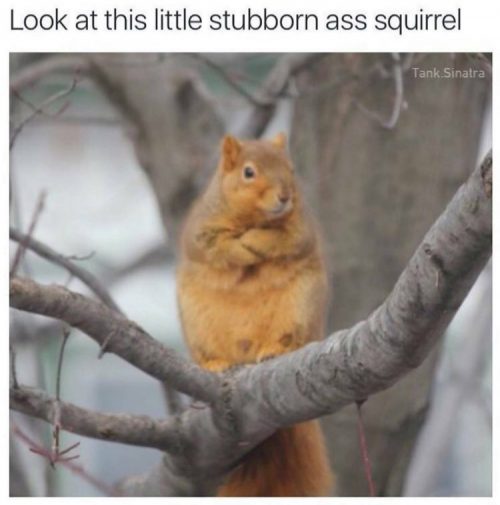 22 Animals Memes That Are Cuteness Overload - QuotesHumor.com