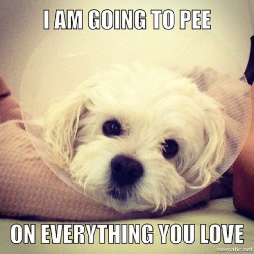 22 Animals Memes That Are Cuteness Overload - QuotesHumor.com