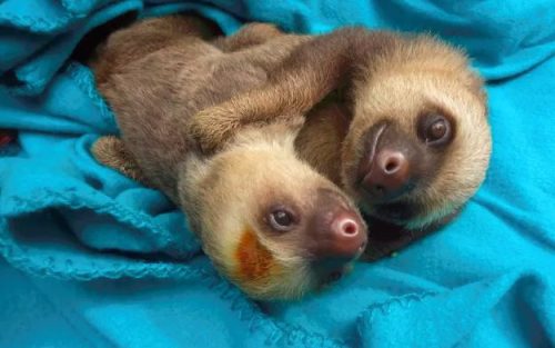 13 Top Cuddly Animal Photos That Will Have You Letting Out A Big Aww - QuotesHumor.com