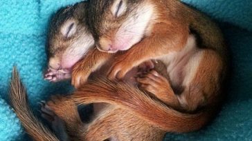 13 Top Cuddly Animal Photos That Will Have You Letting Out A Big Aww - QuotesHumor.com