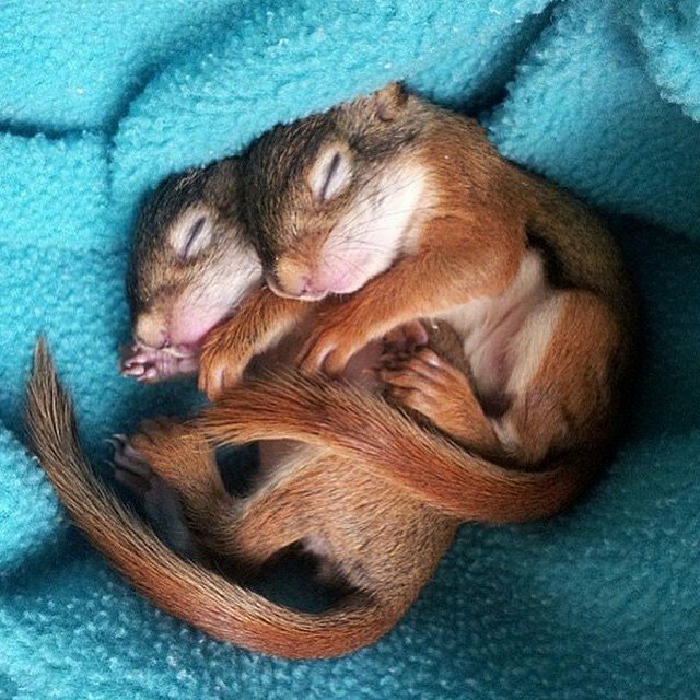 13 Top Cuddly Animal Photos That Will Have You Letting Out 