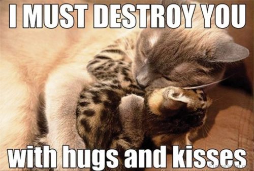 16 Super Sweet Memes On Animals Celebrating Valentine's Day - QuotesHumor.com