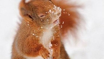 22 Animals Memes That Are Cuteness Overload - QuotesHumor.com