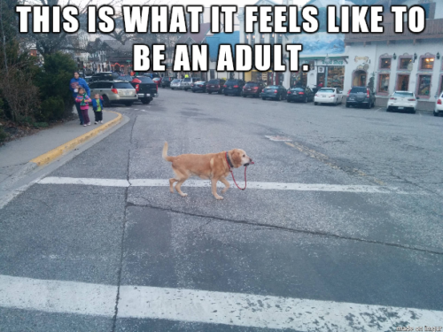Top 24 Most Relatable Adulting Struggles - QuotesHumor.com