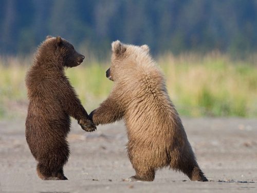 13 Top Cuddly Animal Photos That Will Have You Letting Out A Big Aww - QuotesHumor.com