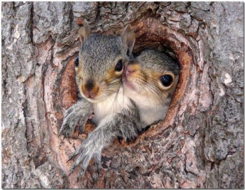 13 Top Cuddly Animal Photos That Will Have You Letting Out A Big Aww - QuotesHumor.com